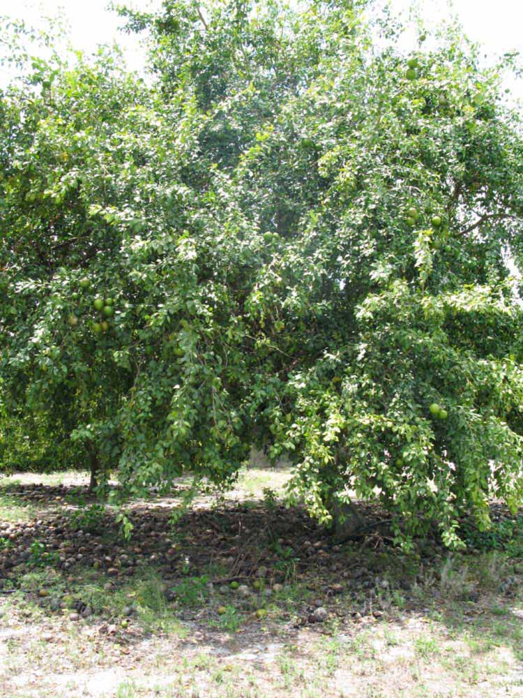              Habit (Nigerian Powder Flask, Winter Haven,   FL)       